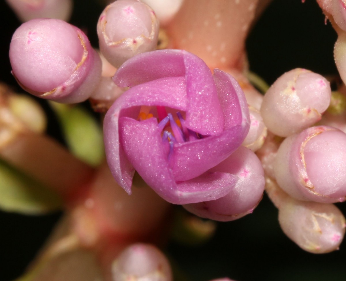 Medinilla multiflora Merr.